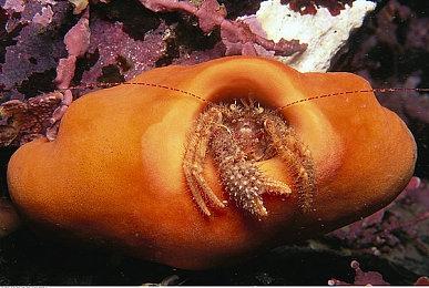 《完蛋我被美女包围》手机版将上线 完美移植Steam本体